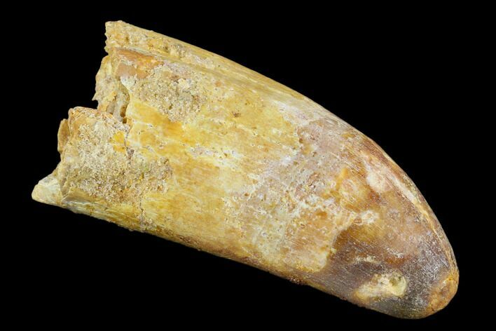 Rooted Cretaceous Fossil Crocodile Tooth - Morocco #122521